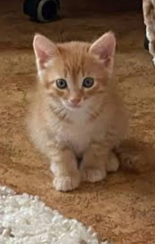 Голубоглазый рыжий котеноок 2 Голубоглазый рыжий котеноок 2