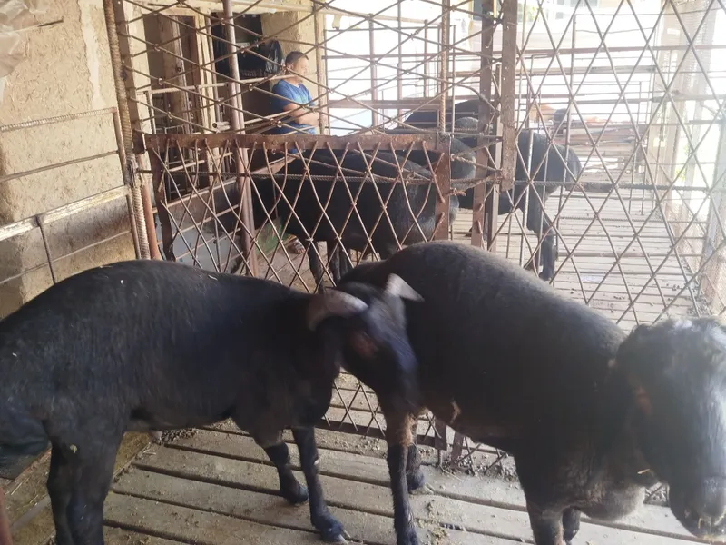 Qochqorlar qurbonlikka yemlangan — фото 7