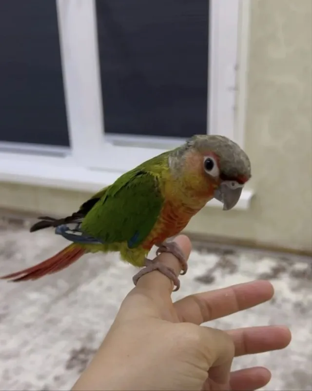To’ti sotiladi Perrura