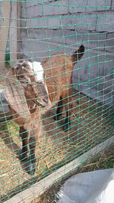 Echki bolasi erkak takacha zotdor 3 Echki bolasi erkak takacha zotdor 3