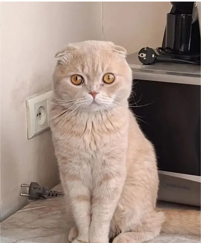 Zotli mushuk sotiladi (шотландская вислоухая кошка) — фото 1