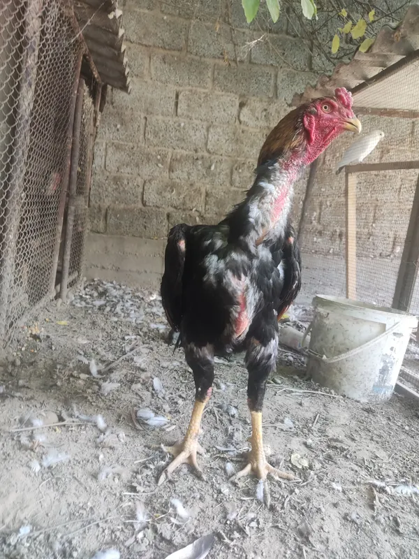 dakan horoz sotiladi toza qonli horoz 4 kg 10 oyli — фото 1