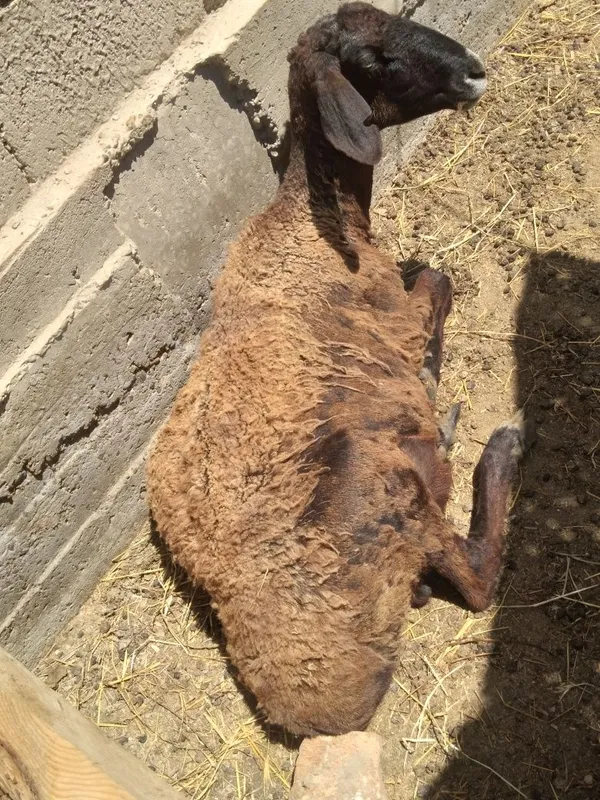 Qòy sotiladi 3 qorin tuğgan 3 ta — фото 1