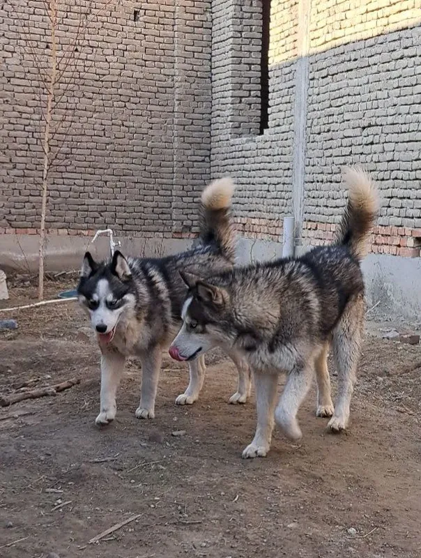 Sibirskiy Haski kuchuklar sotiladi 2 Sibirskiy Haski kuchuklar sotiladi 2