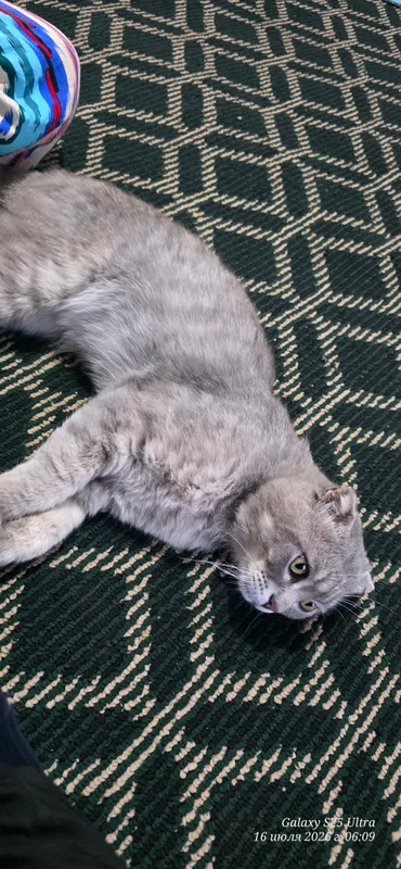 MUSHUK SOTILADI Scottish Fold 3 MUSHUK SOTILADI Scottish Fold 3