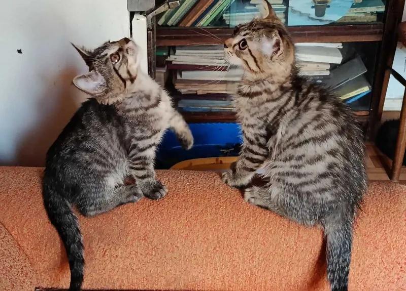 Котята в добрые руки! Смотрите фото. Смотрите другие объявления автора