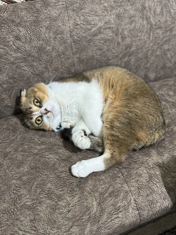 shatlan scottish fold vyazkaga qizlani 500.000 3