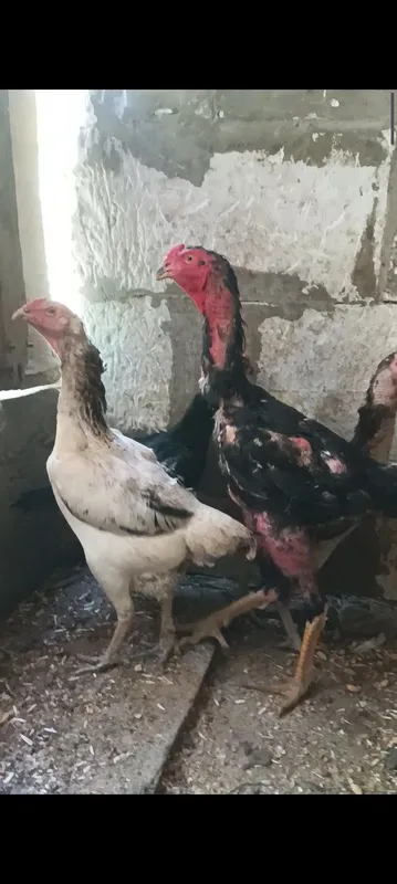 Тухумлари сотилади. 3