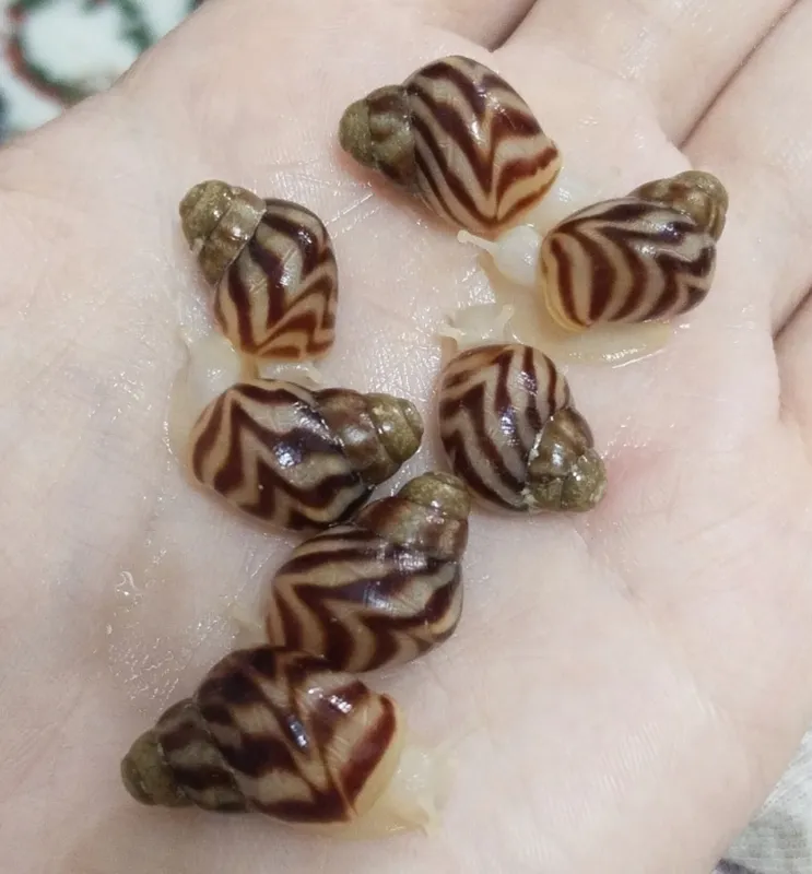 axatina Retikulyata albinos, ретикулята улитки