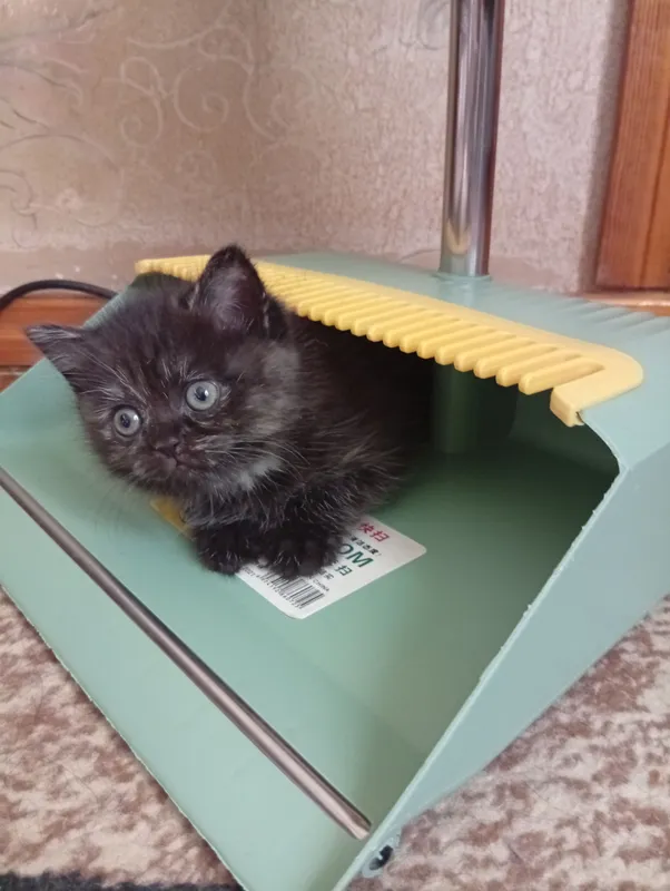 Скидка!Британские котята — фото 2