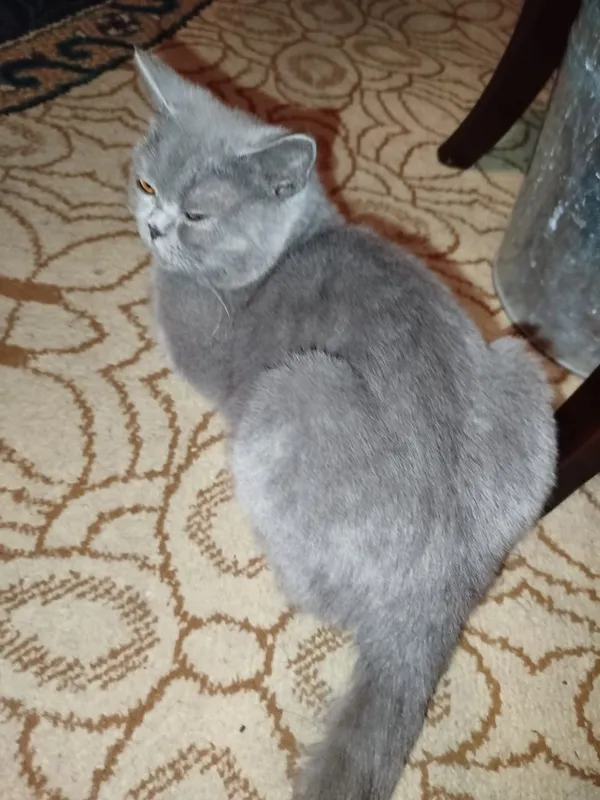 британский кошка — фото 6