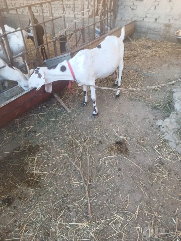 Zanin zotli echkilar sotiladi hammasi takkadan chiqgan 3 Zanin zotli echkilar sotiladi hammasi takkadan chiqgan 3