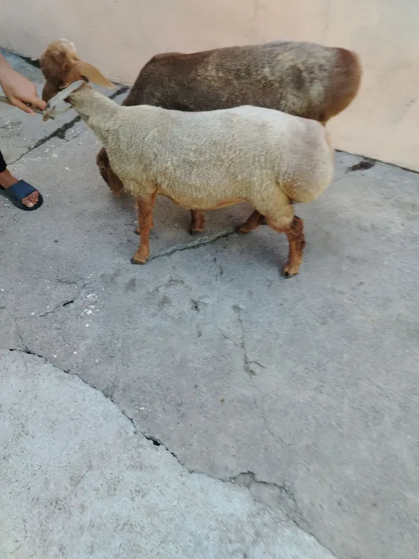 Qo'chqor qo'y sotiladi 3