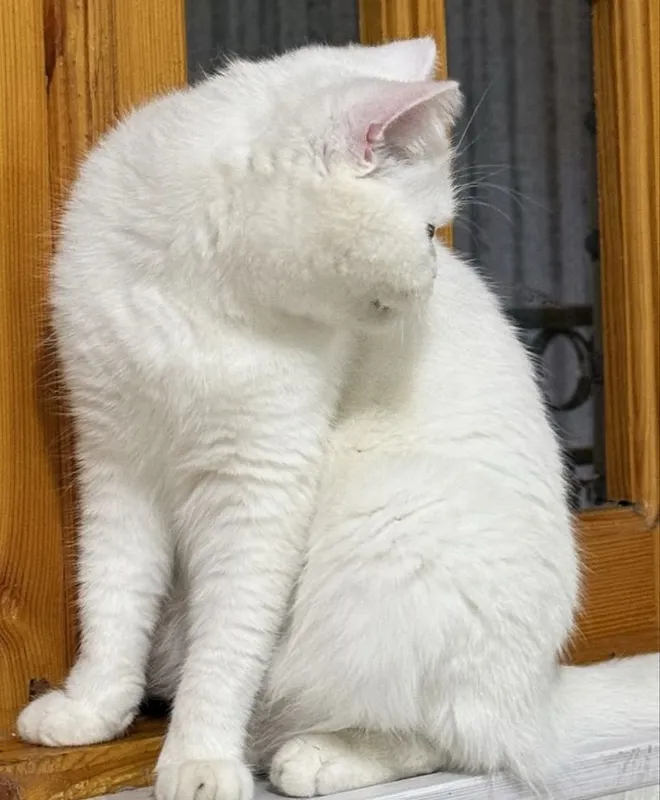 Продается British Shorthair! 1 Продается British Shorthair! 1