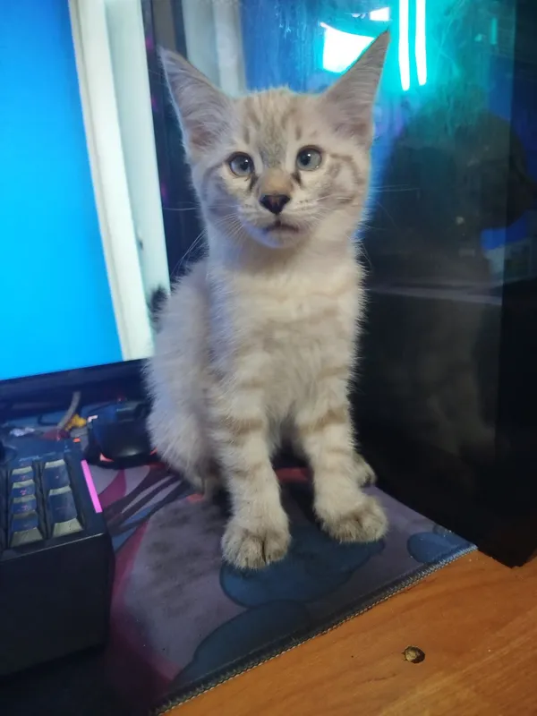 Котята 2 месячные 1