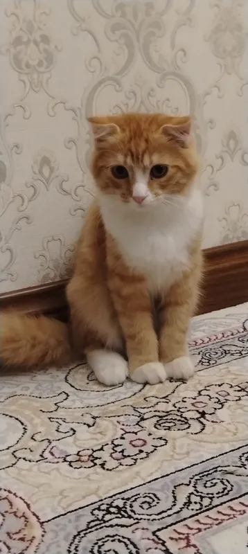 Кота отдам в подарок 2