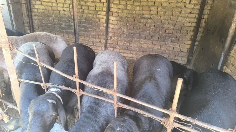 Qòylar sotiladi. 2 Qòylar sotiladi. 2
