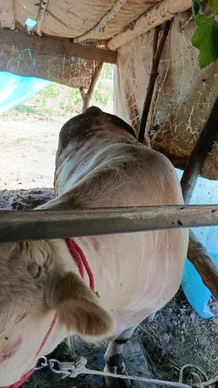 Buqala sotladi nasilga oʻta alo darajada — фото 6