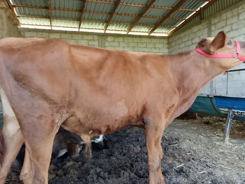 Zotdor limuzin mol sotiladi. Narxi yana kelishiladi 2 Zotdor limuzin mol sotiladi. Narxi yana kelishiladi 2