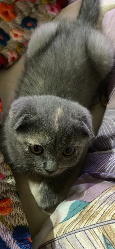 Scottish fold Scottish fold