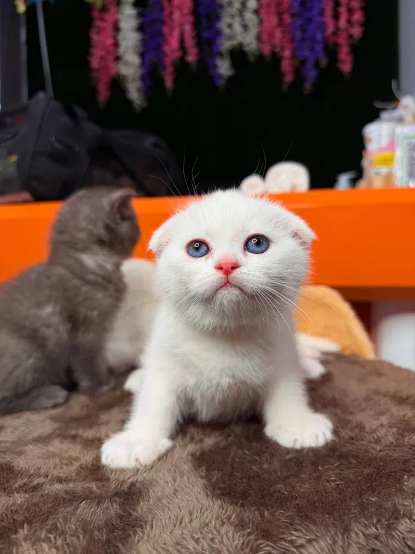 Продаются котята. — фото 4