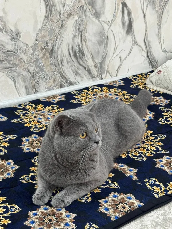 кошки 2