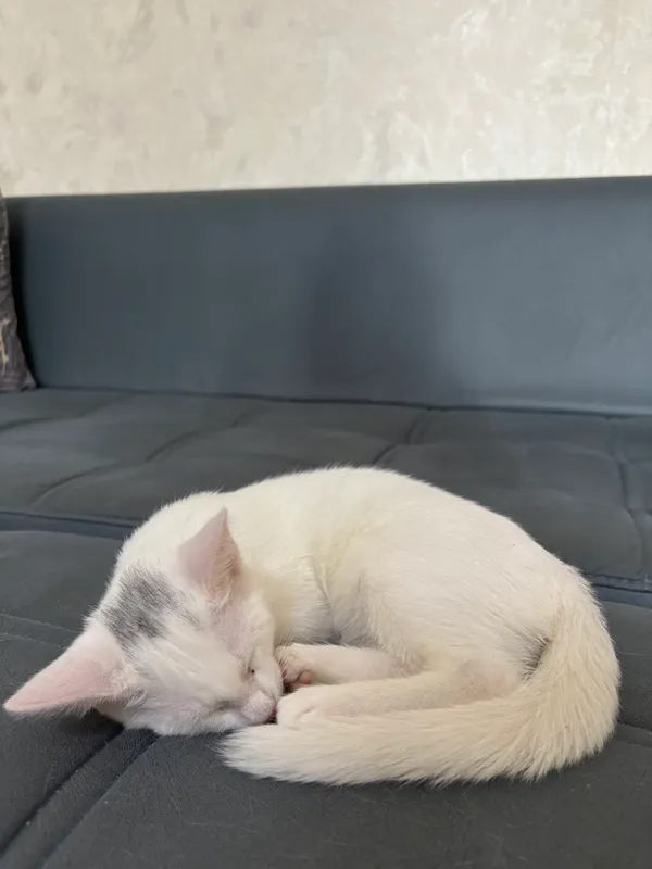 Котята в добрые руки 2