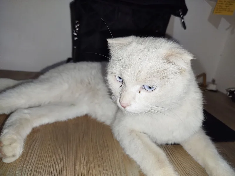 Mushuk