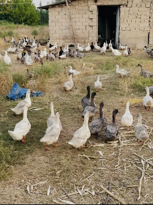 50 tadan ko’p olganga kelishtirib beriladi 5