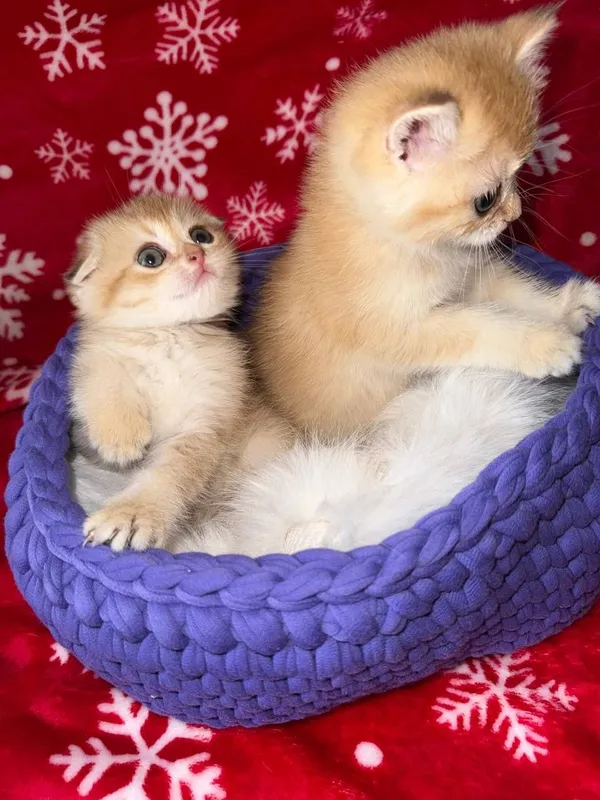 Продаются котята — фото 3