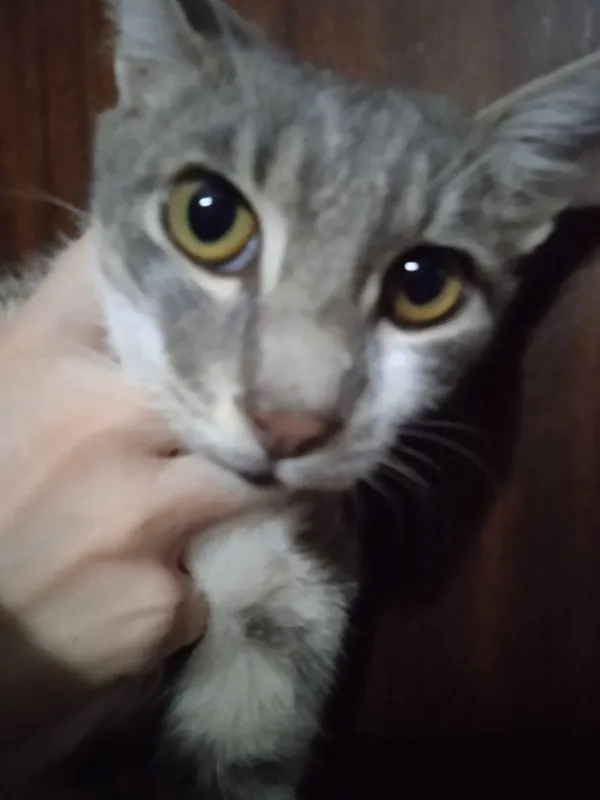 Красивый котик Мартин в добрые ручки. 7