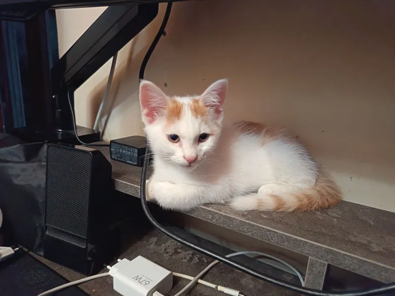 Отдам котят, кошек в хорошие руки бесплатно 7