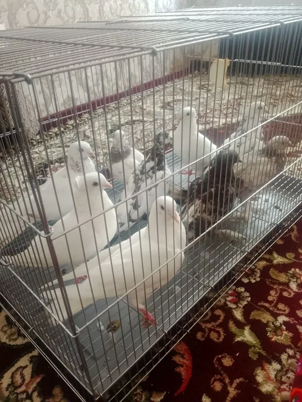 Кабутарлар сотилади 4