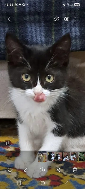 Отдам котёнка в хорошие руки 1