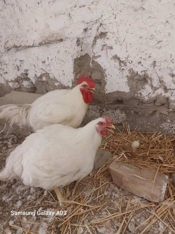 Broler par 130 kunlik Xo'roz 6kg tovug'i 5kg tug'yapti 5 Broler par 130 kunlik Xo'roz 6kg tovug'i 5kg tug'yapti 5