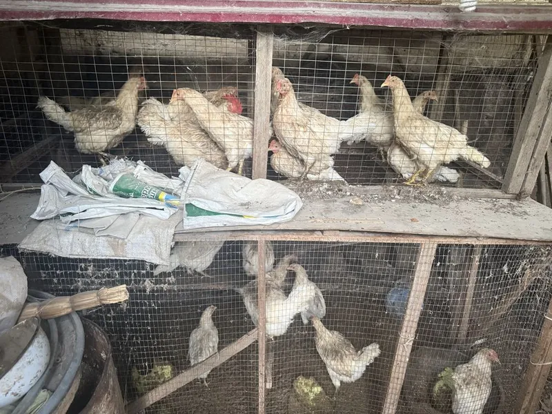 Tovu sotiladi arzondan bervoriladi bitta joyda 30 tacha bor