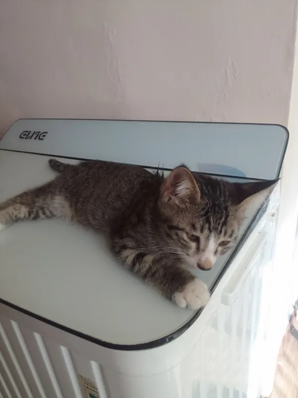 Кошка 3 Кошка 3