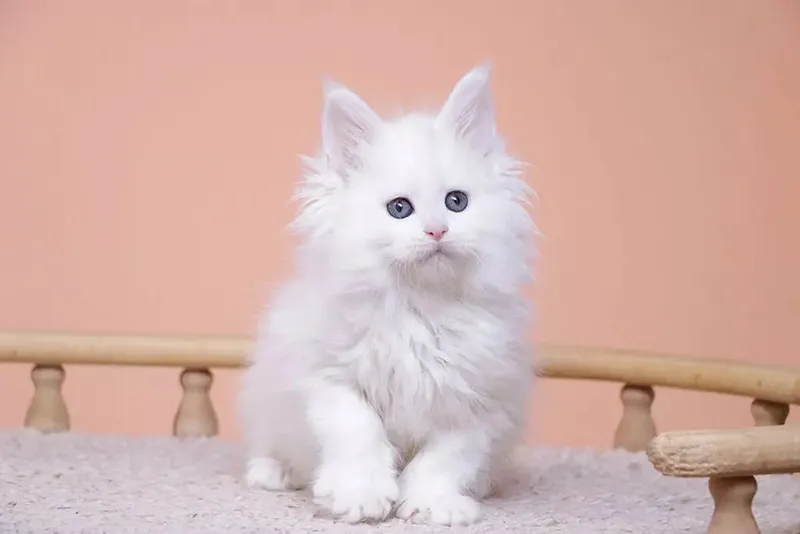 Продаются котята 1