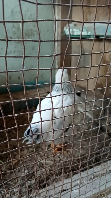 Адлер жужалар сотилади. 5