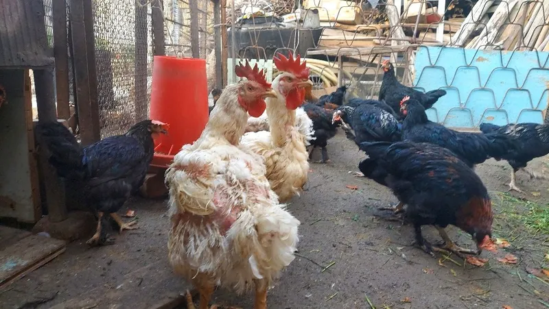 Продаются куры петушки товук жужа