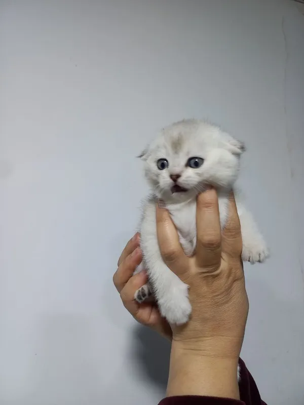 Продаются котята срочно срочно