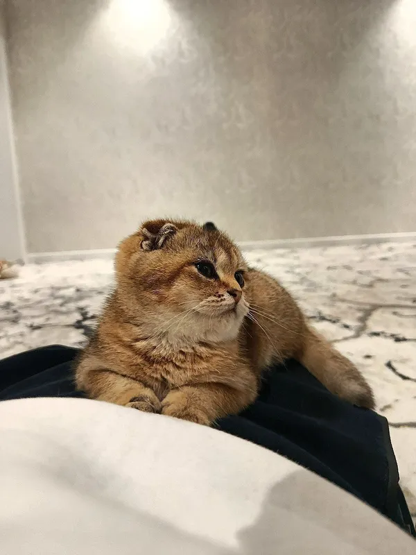 Британский золотой шиншилла — фото 2