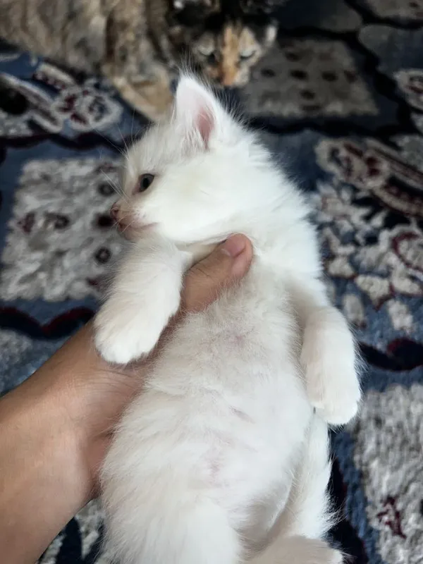Oq Rangli Turetiskiy angora qiz bolasi — фото 4