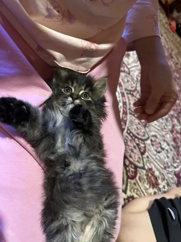 Продаётся котёнок — фото 4