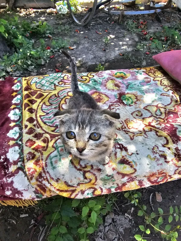 Вислоухий Кошка Нукус — фото 1 Вислоухий Кошка Нукус — фото 1