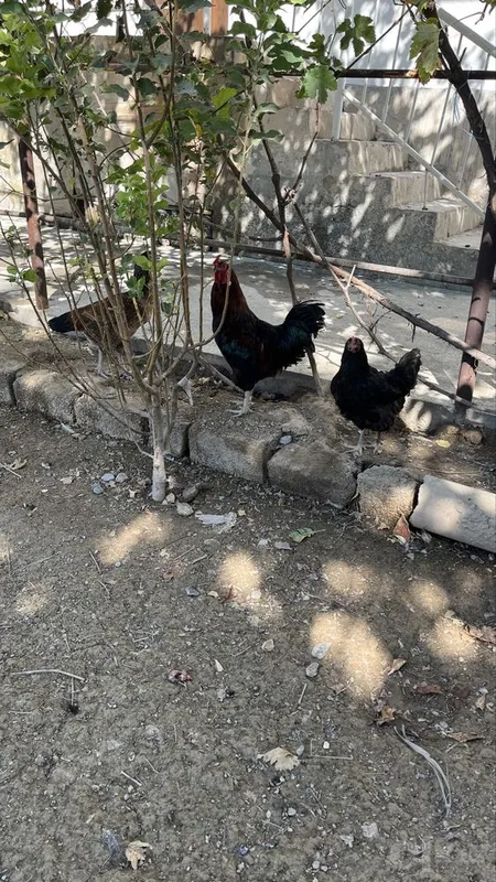 Yeb ichariga 99%garantiya 2 Yeb ichariga 99%garantiya 2