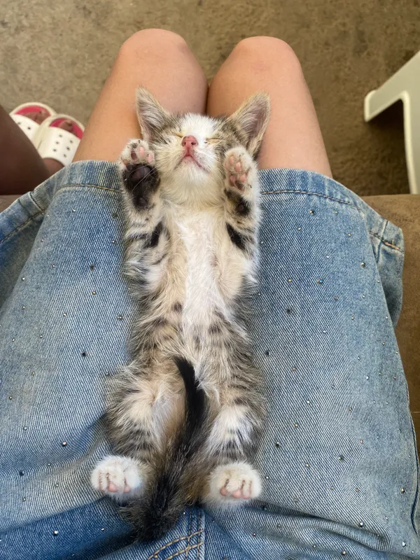 Котенок