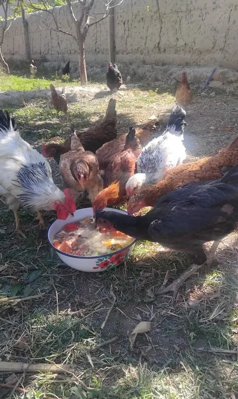 Продаются куры 5 Продаются куры 5