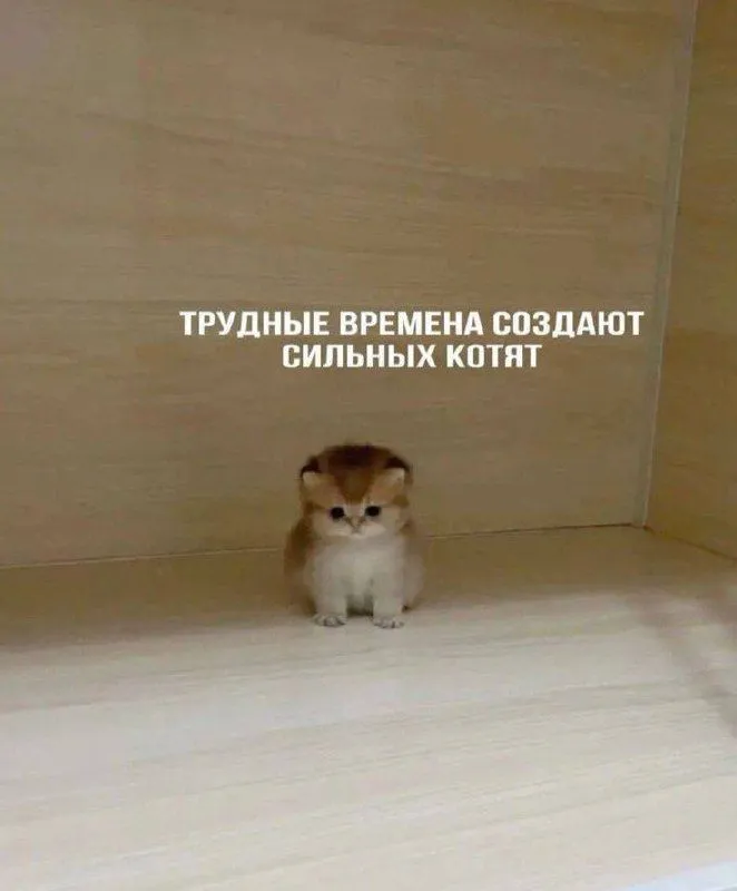 Передержка кошек