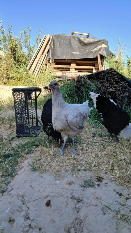 Jersi gigant jojala sotiladi